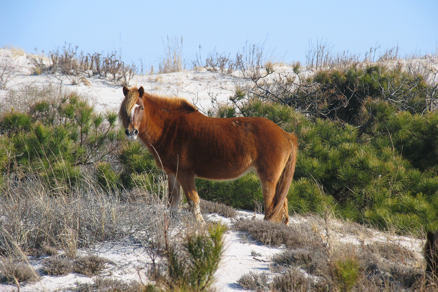 Horse in Assateague Island National Seashore Campground