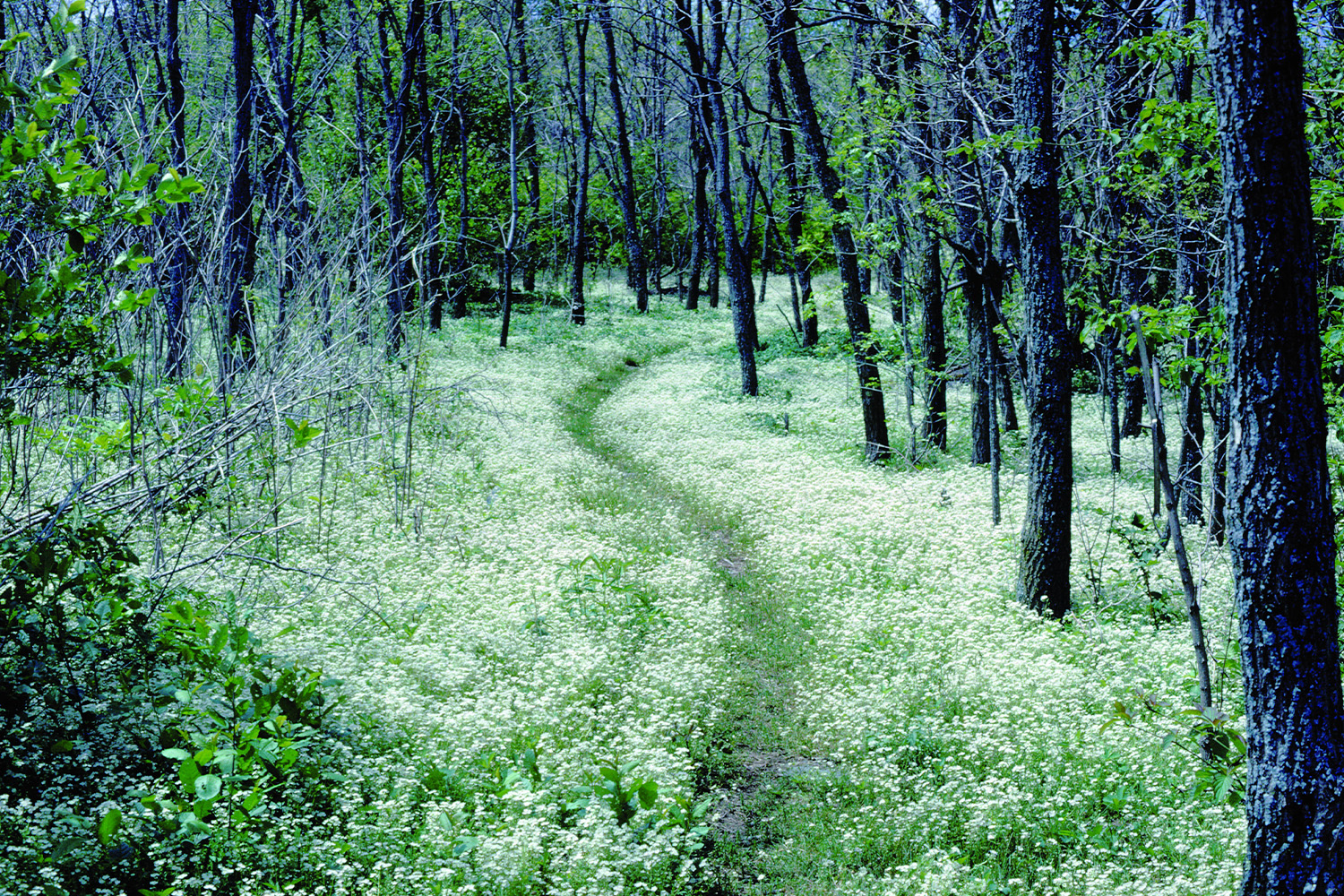 Shenandoah National Park