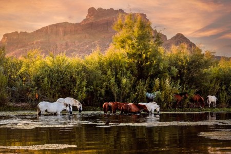 Wild Salt River Horses at Salt River Sunset