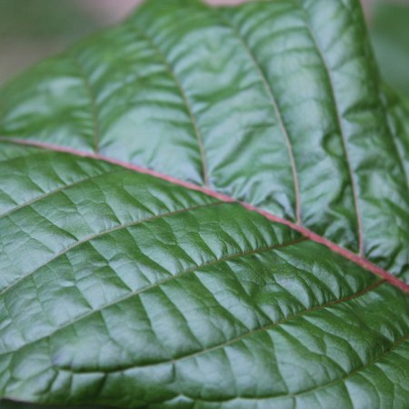 Kratom leaf