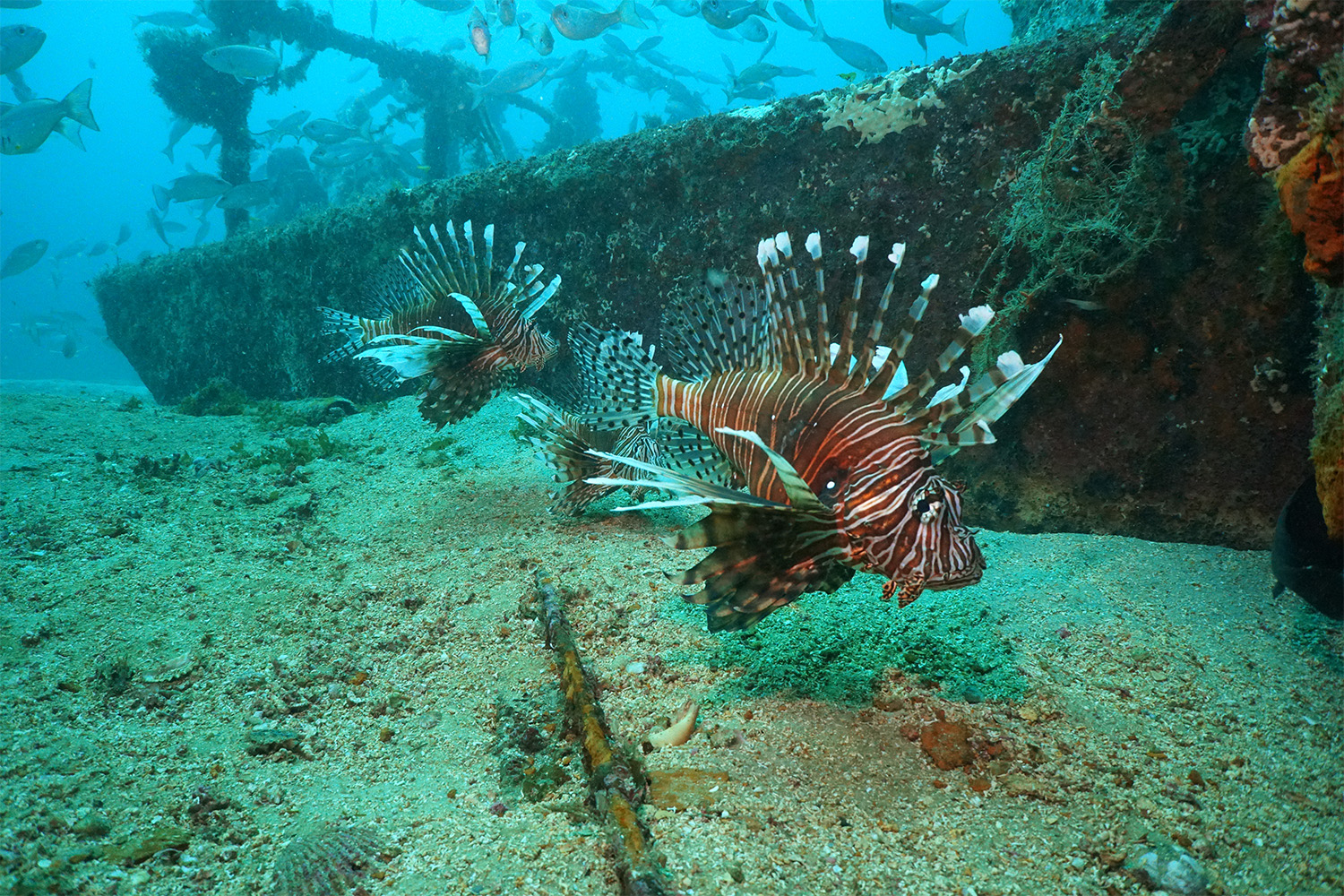 The lionfish