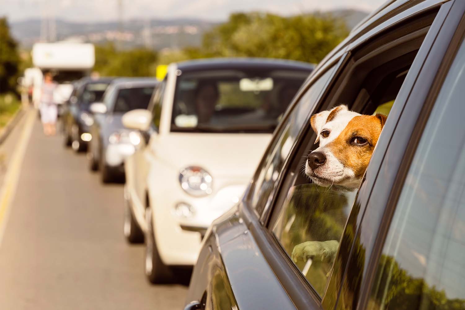 A curious dog in the looking out from the backseat of a car that's stuck in traffic