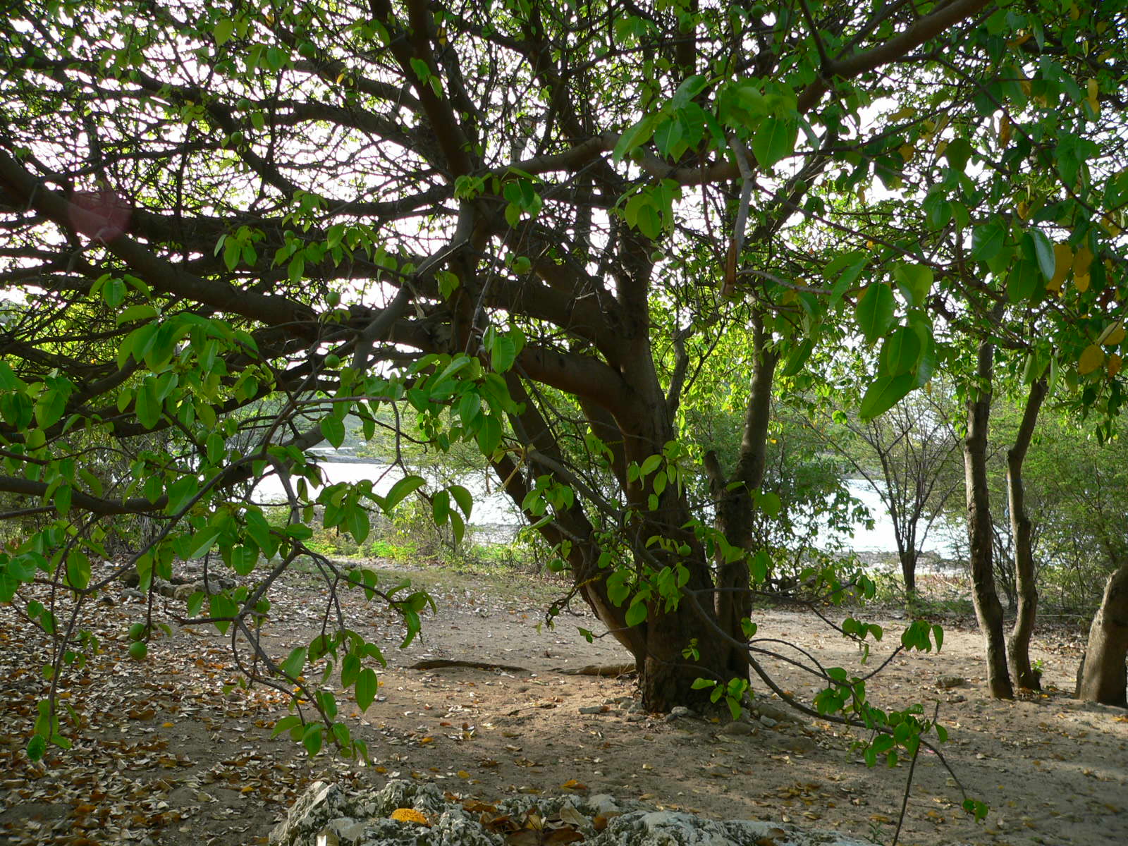 Manchineel tree