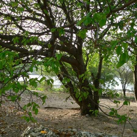 Manchineel tree