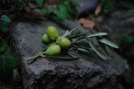 Archaeologists Made Olive Oil With an Ancient Egyptian Recipe