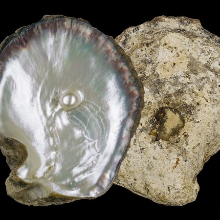 Pearl oyster