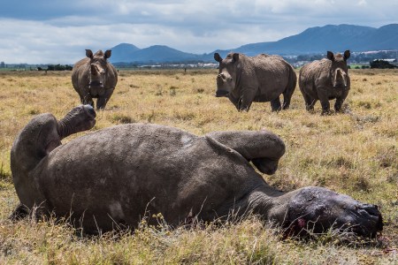 In the warm evening glow, a white rhino bull lays dead after being shot by poachers the night before.