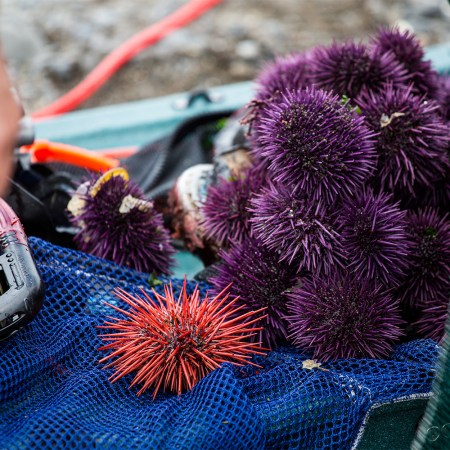 A purple sea urchin harvest on Van Damme Beach just south of Mendocino