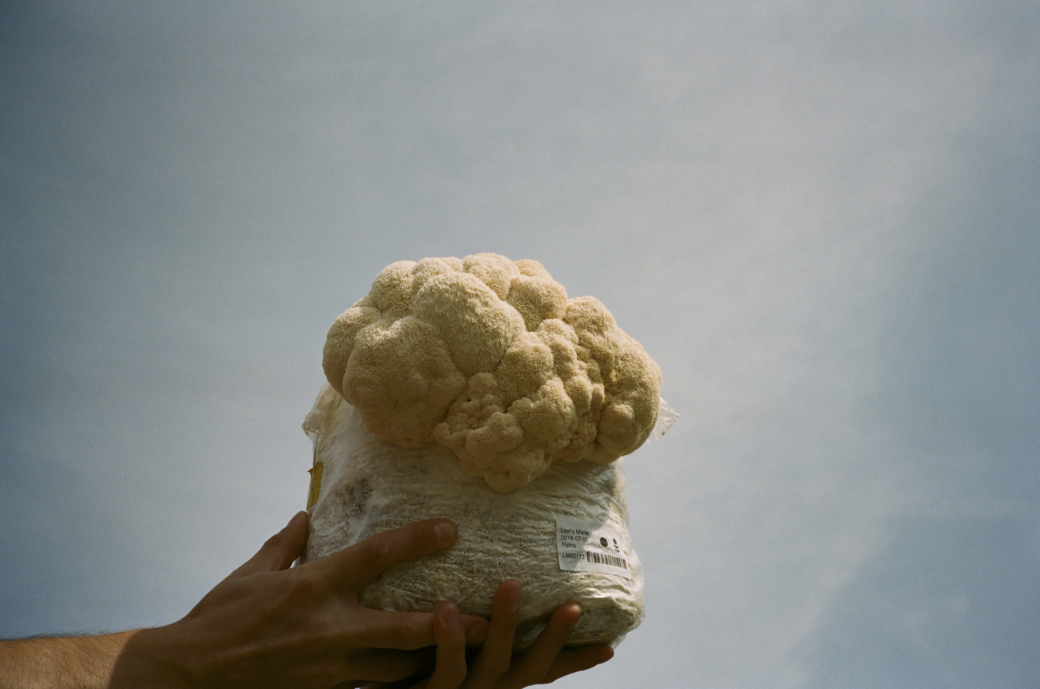 A hand holding up a mushroom flush to the sky.