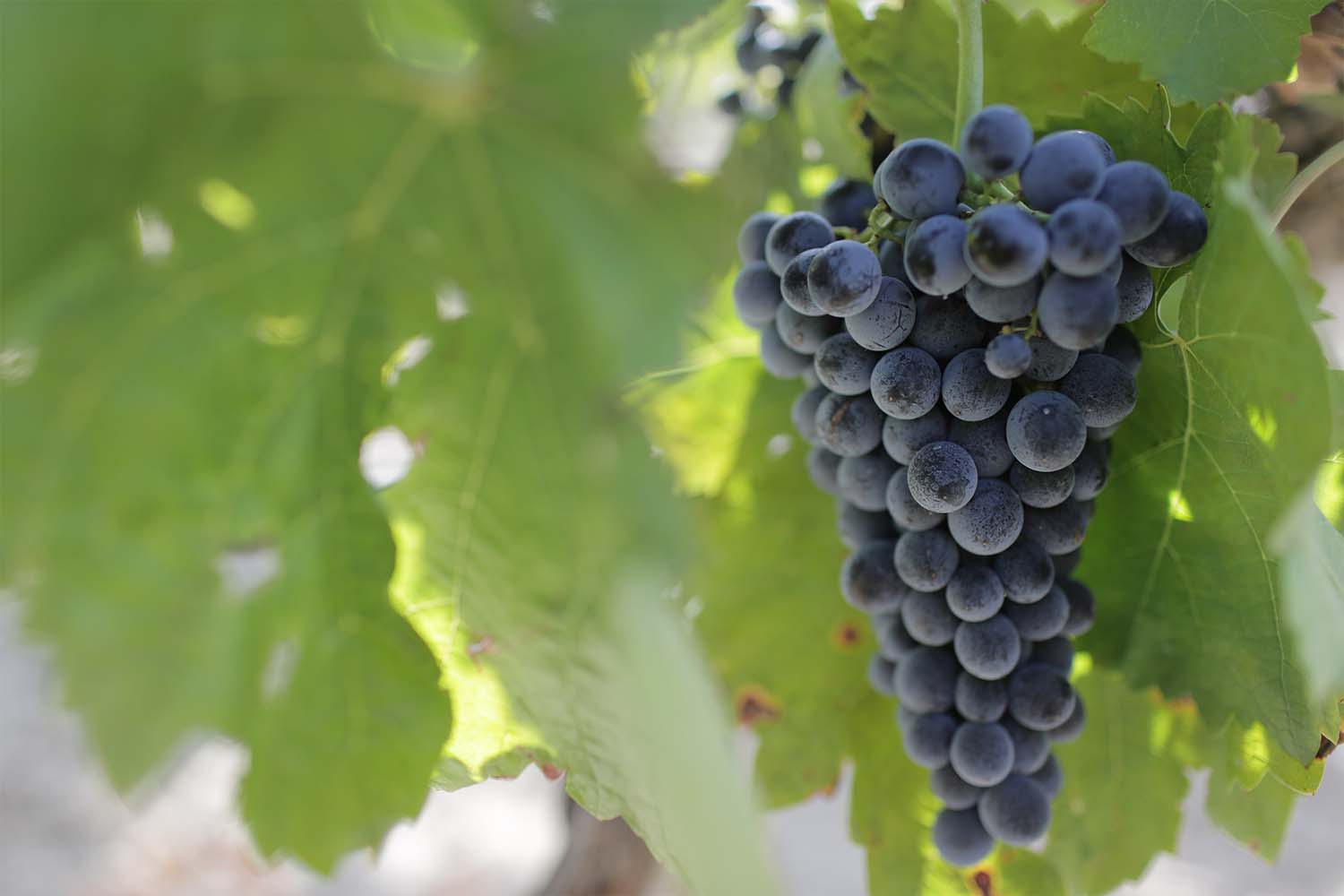 Grapes hanging from a vine