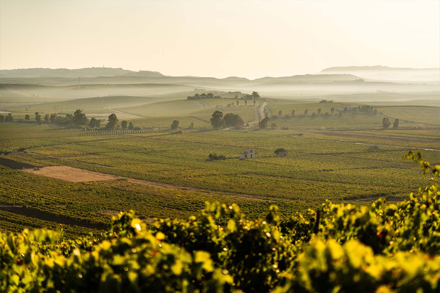 A vineyard in Sicily at dusk