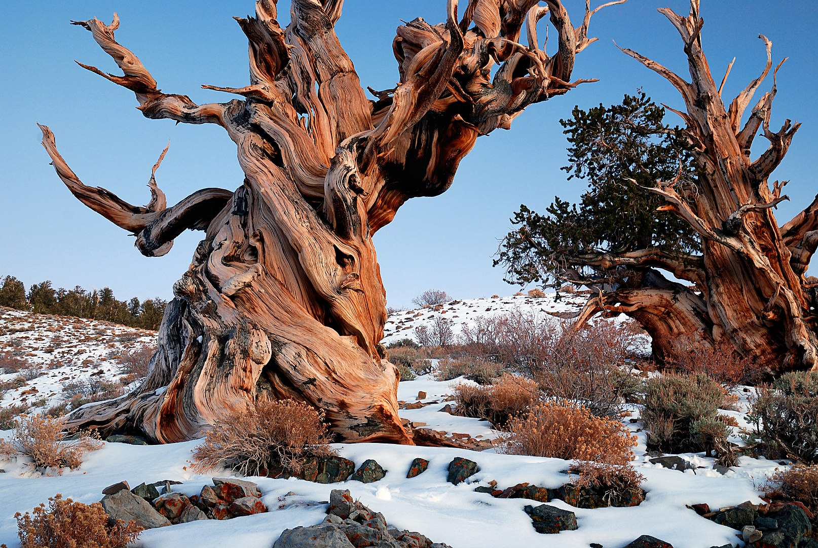 Bristlecone pine