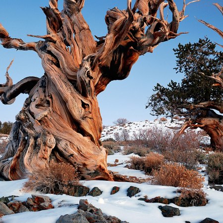 Bristlecone pine