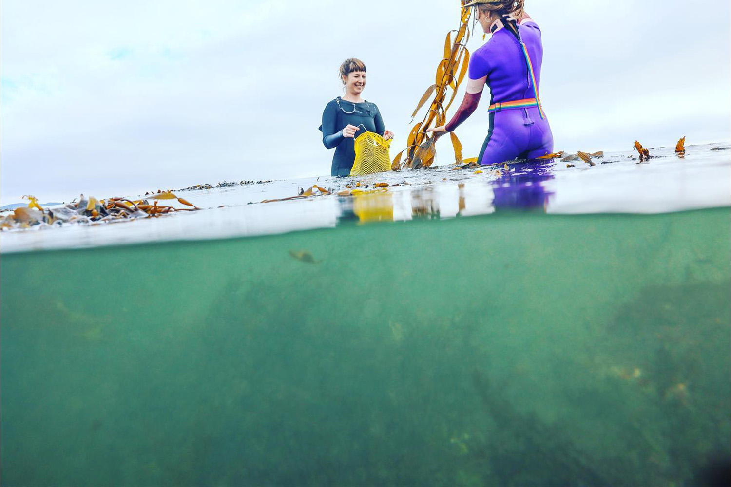 Scooping up wild, foraged seaweed