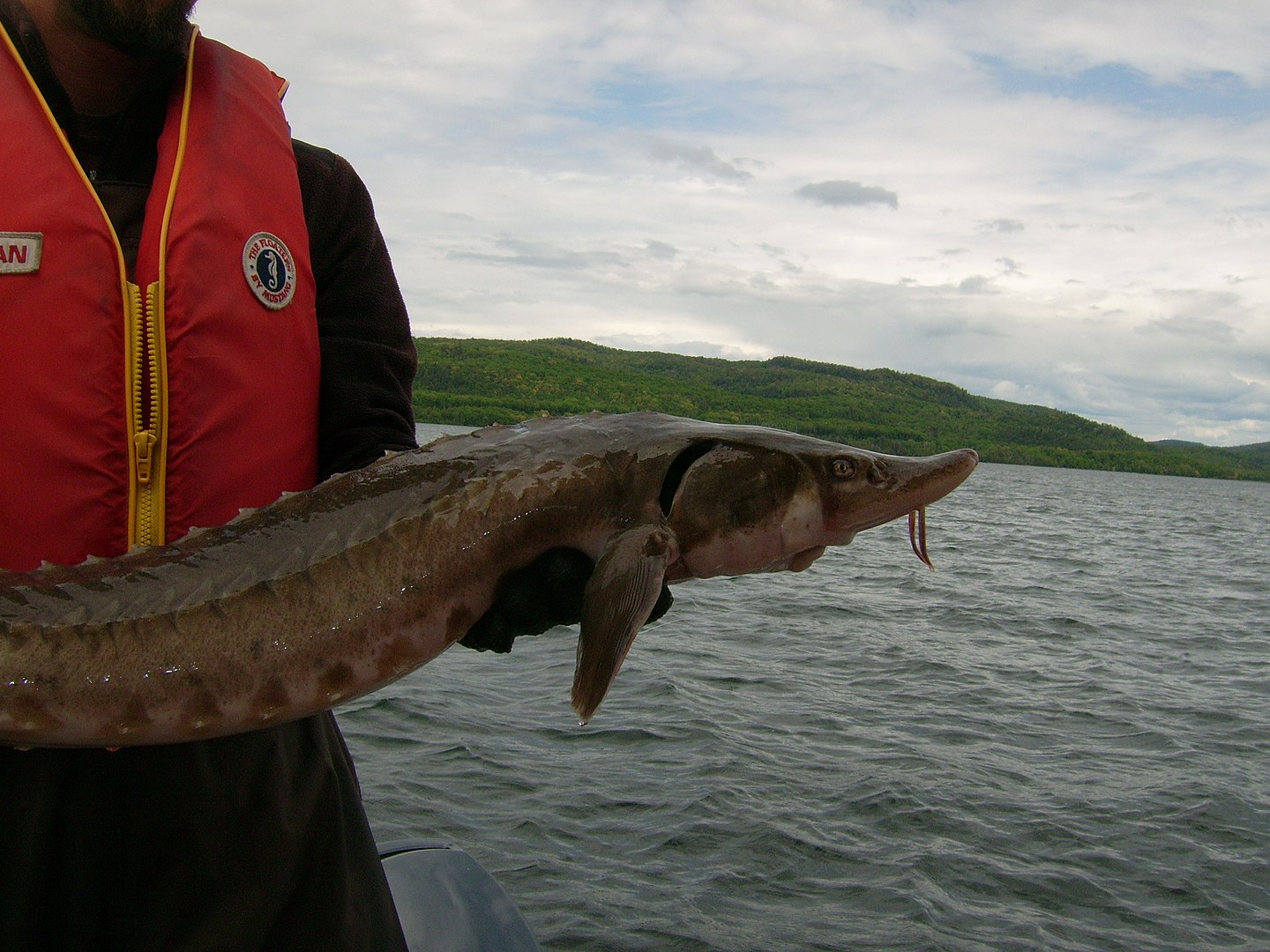 Lake sturgeon