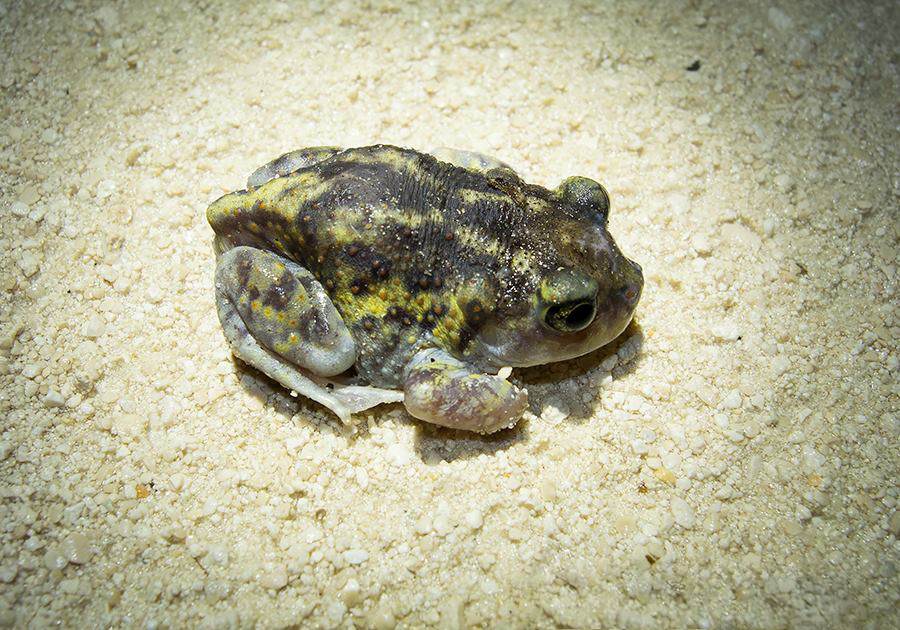 Spadefoot toad