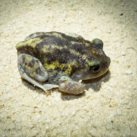 Spadefoot toad