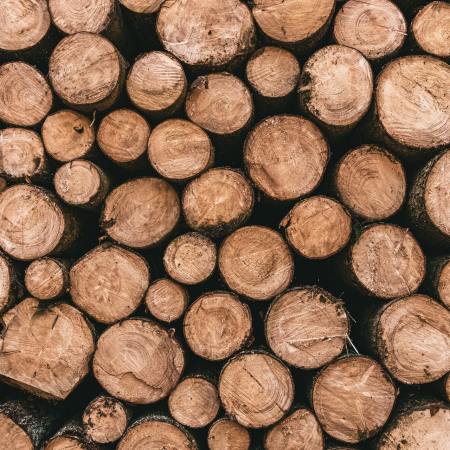 A view of cut logs from the end. We look at how Northvolt is developing wood-based batteries.