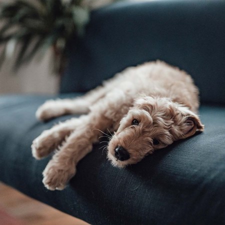 A goldendoodle puppy laying on a couch