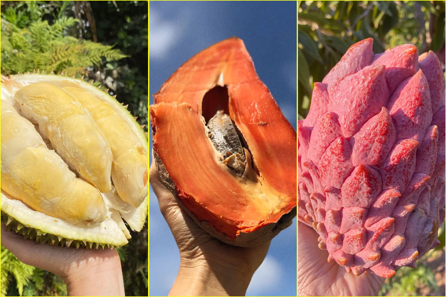 Eggfruit, Mamey and Red Atemoya