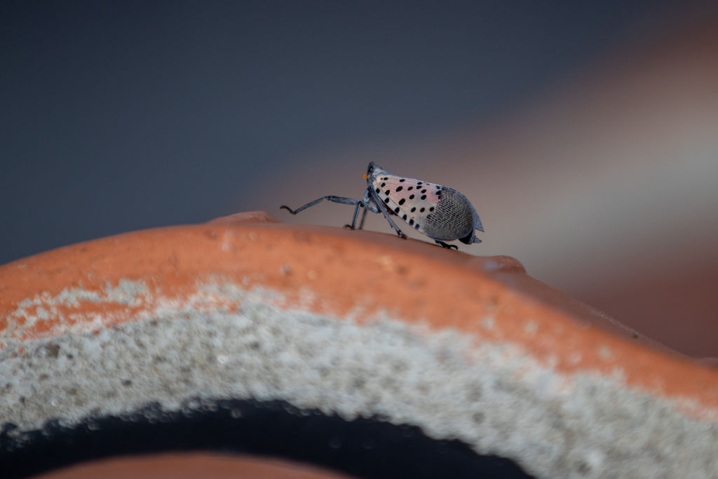 Spotted Lanternfly