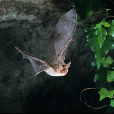 A bat in France. Vineyards are making their lands more hospitable to bats, which eat moths that are causing ecological issues with the land