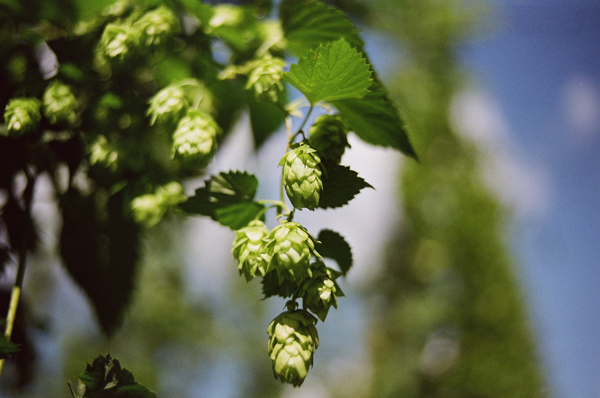 Hops. The city of Philadelphia accidentally destroyed a brewery’s hop garden