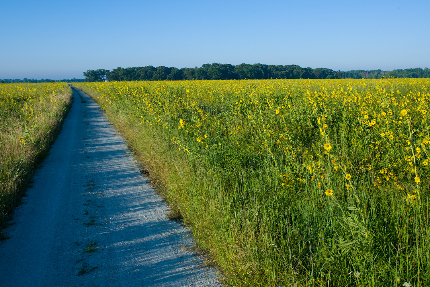 A nature path on the Fermilab grounds.