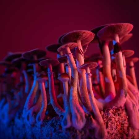 A concept image of mushrooms with psilocybin.