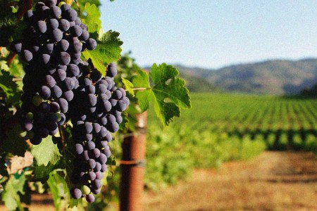 Wine Grape bunches overlooking vineyard in sunny valley