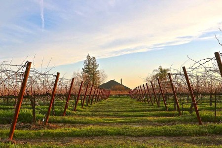 Why Lodi Is California’s Hidden Wine Gem