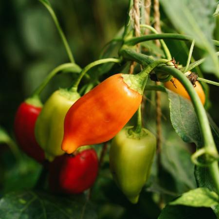 Chile peppers