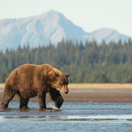 A large coastal brown bear in Alaska walks across a tidal delta. Happy Fat Bear Week.