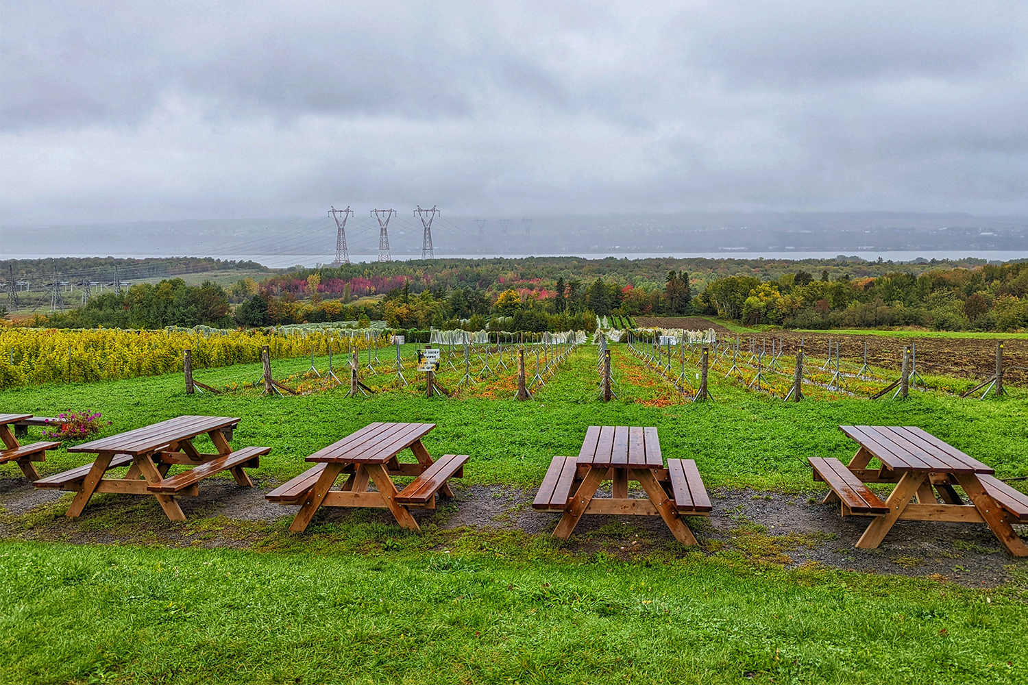 Picnic tables and grape vines at a winery on Île d'Orléans in Quebec City