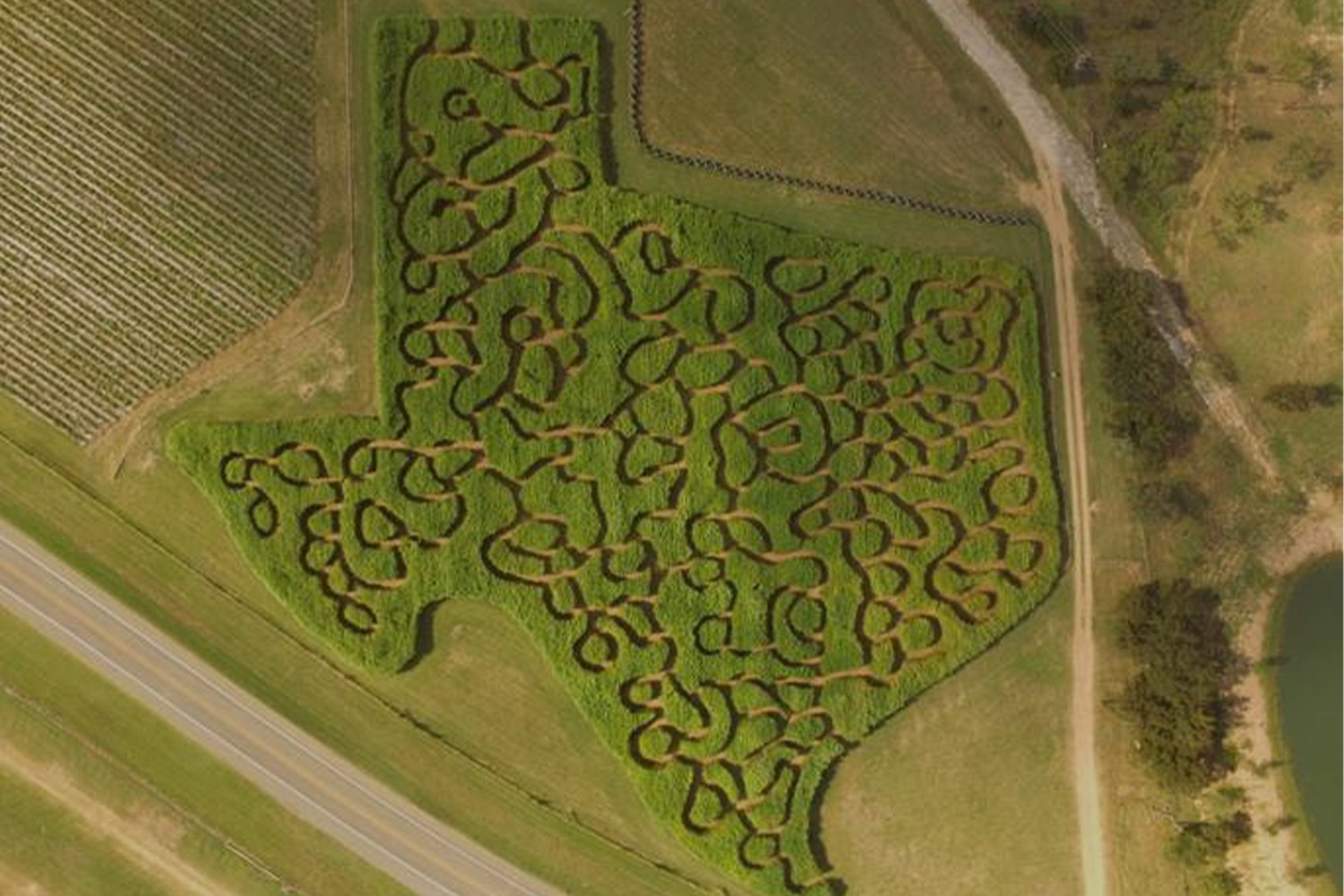 Sweet Berry Farm Maze