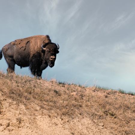 Bison