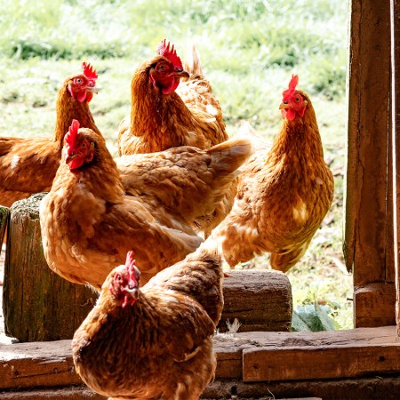 Chickens grown in a backyard coop. Doomsday preppers are big fans of raising their own chickens.