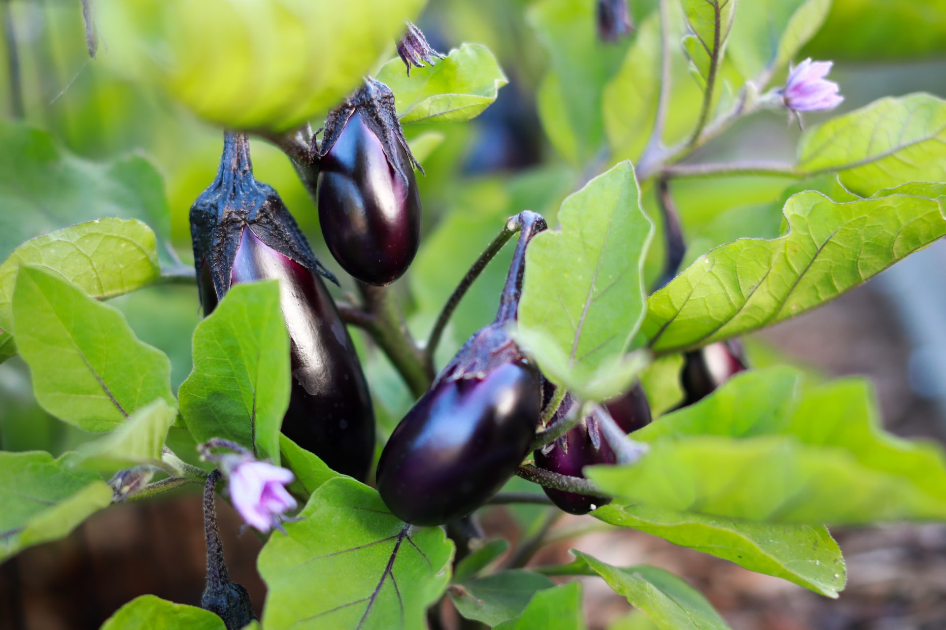 Eggplants