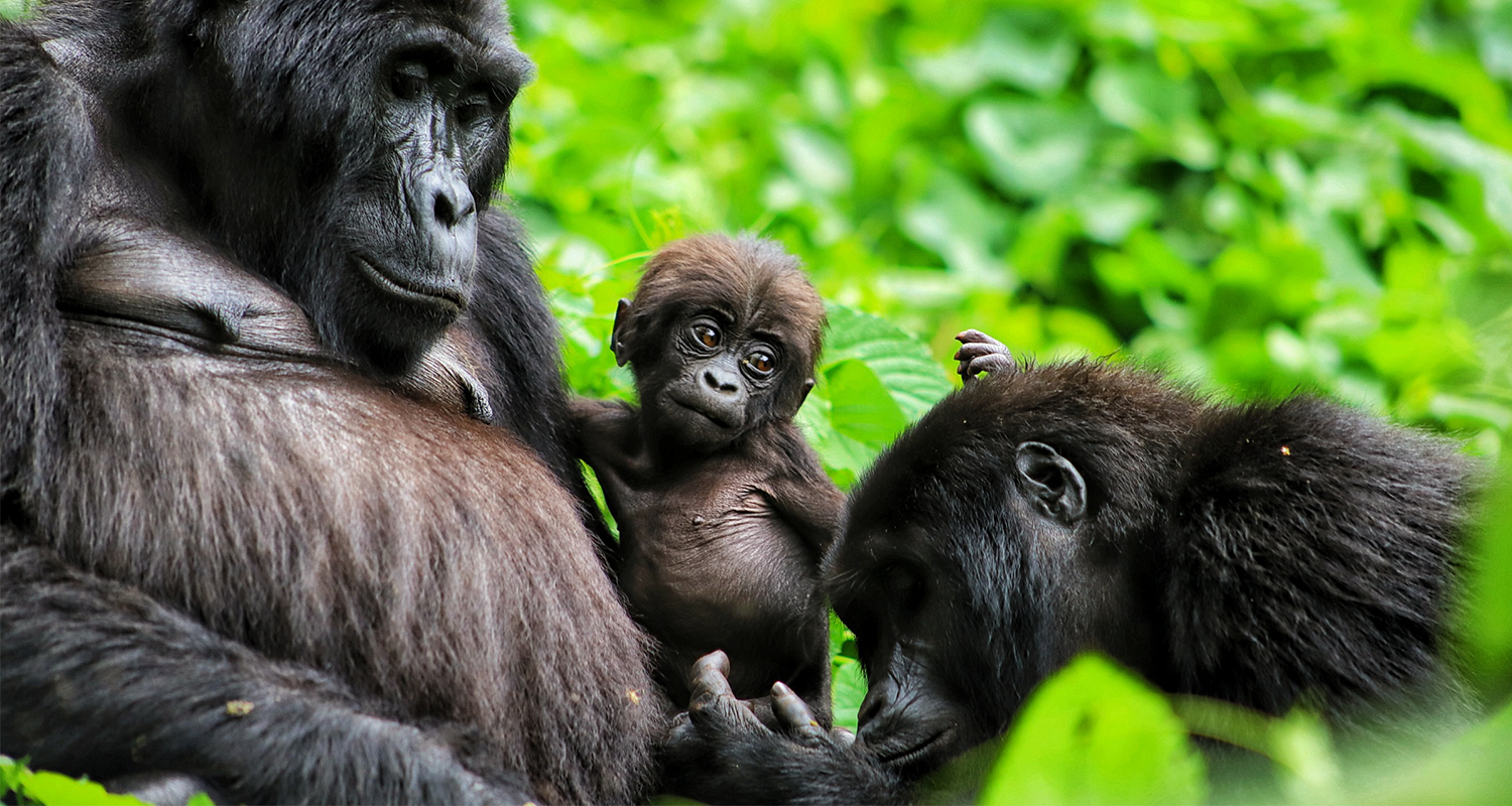 A mountain gorilla mother, baby and other family member from the Habinyanja group in Uganda, which our writer saw up close on a gorilla trek with Volcanoes Safaris