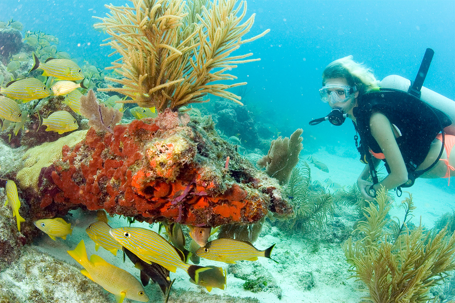 A diver explores the coral reef in the Florida Keys National Marine Sanctuary off Key Largo, Fla. The reef system in the Keys is the only contiguous coral barrier reef in North America.