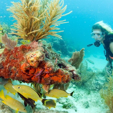 A diver explores the coral reef in the Florida Keys National Marine Sanctuary off Key Largo, Fla. The reef system in the Keys is the only contiguous coral barrier reef in North America.