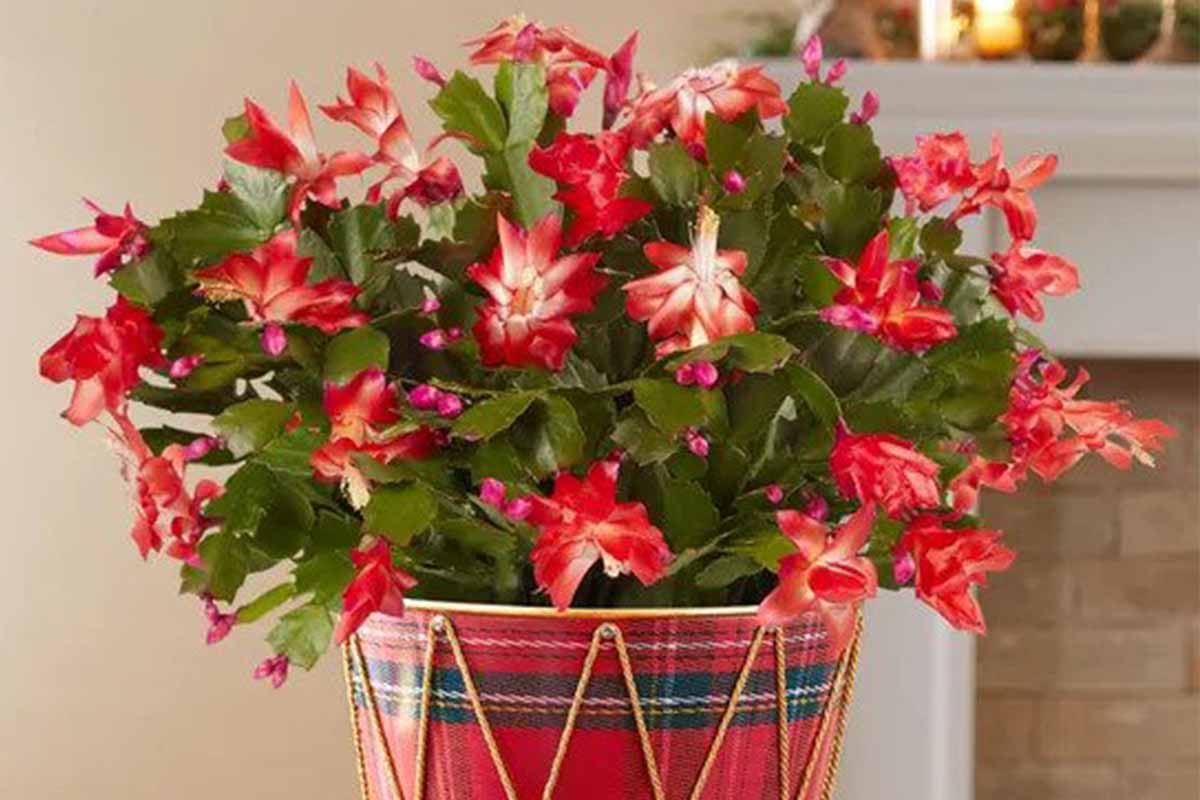 Christmas Cactus