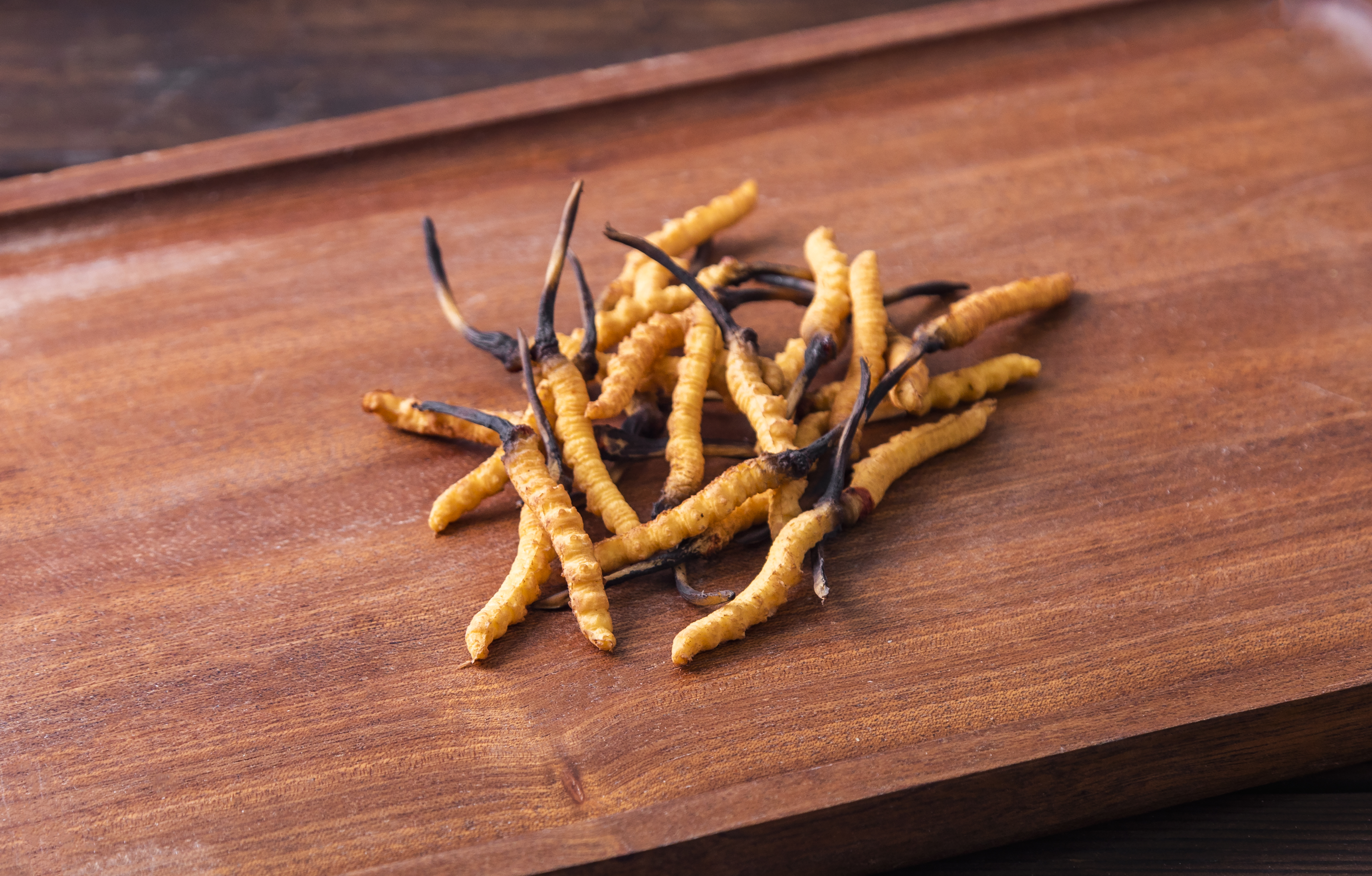 A sample of the cordyceps sinensis fungus.