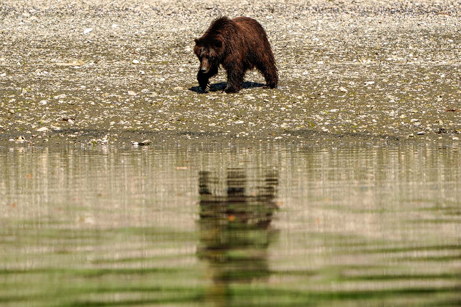 A bear on the beach