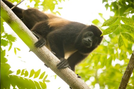 Howler monkey on the Azuero Peninsula