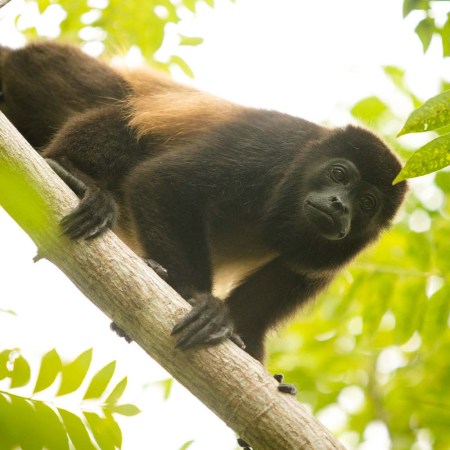 Howler monkey on the Azuero Peninsula