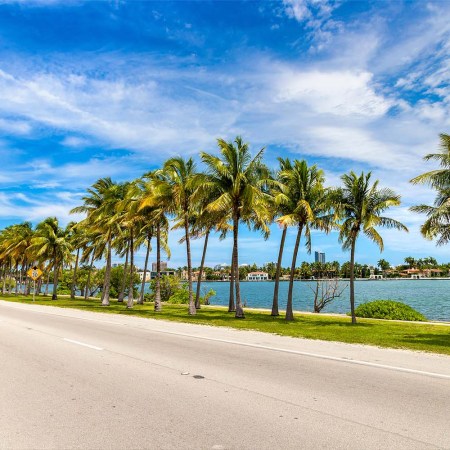 Palm trees and road in Miami Beach, Florida