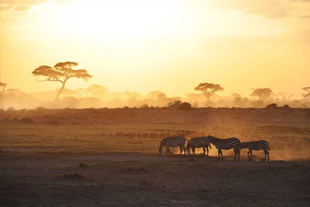 Zebras in the sunrise in Amboseli National Park, Kenya.