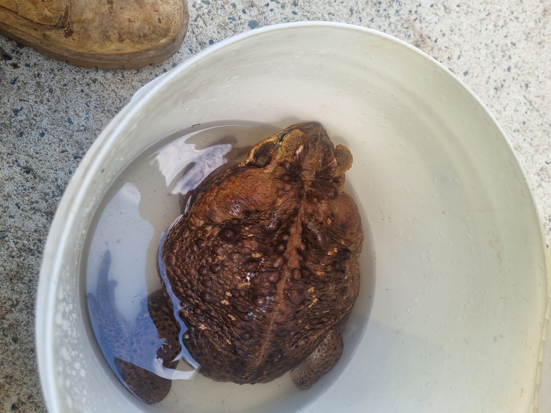 Cane toad