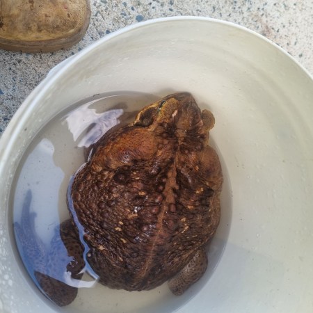 Cane toad